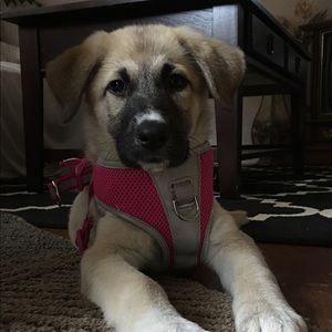 Meet your Posher, Lori